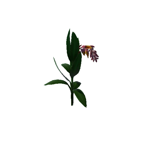 Flower_Alpinia zerumbet1 1 1